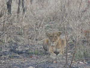 Un león en el ecosistema Bénoué de Camerún