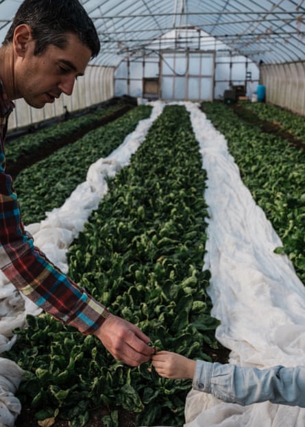 A man is seen in a greenhouse full of rows of spinach taking a flower from the hand of a child.