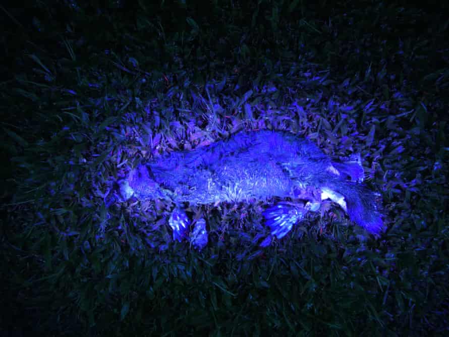 A platypus dorsal lit by UV light.