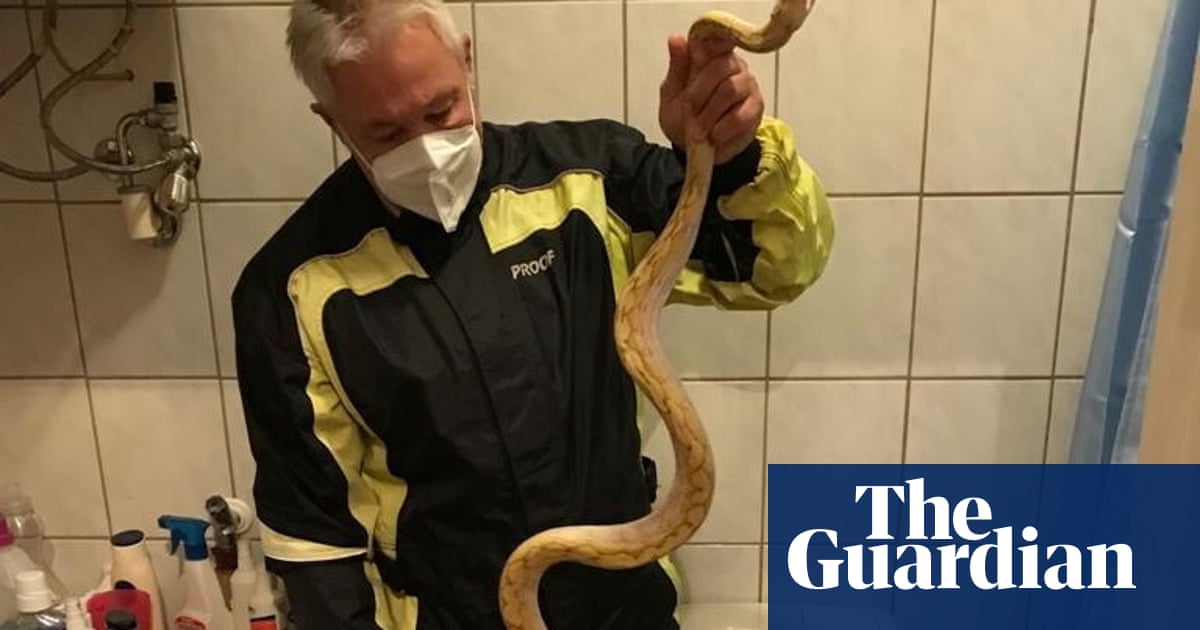 Austrian man bitten by python during visit to the toilet