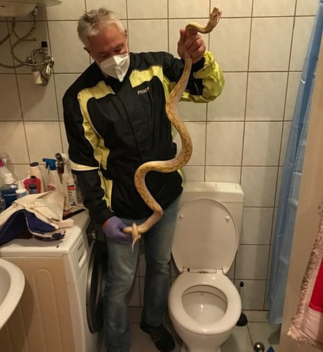 Reptile expert Werner Stangl holds a python that slipped down the drains and bit a person while sitting on the toilet, in Graz, Austria.
