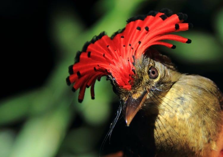 In the most untouched, pristine parts of the Amazon, birds are dying. Scientists may finally know why In the most untouched, pristine parts of the Amazon, birds are dying. Scientists may finally know why