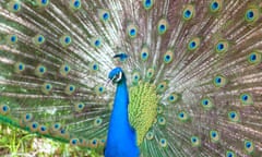 A peacock presenting its tail