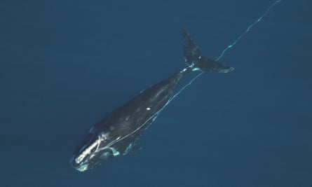 An entangled North Atlantic right whale off the coast of Florida.