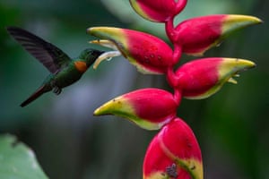 Tarapoto, Peru: a Gould’s jewelfront hummingbird feeding from a flower