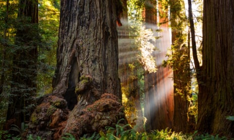 Sunlight on sequoias and redwoods in the Redwoods national park, California.