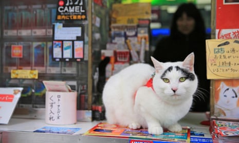 Japanese tourists flock to see Hachi, the cat with lucky eyebrows, Japan