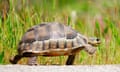 tortoise running