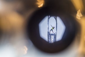 Usain Bolt needle sculpture by Willard Wigan