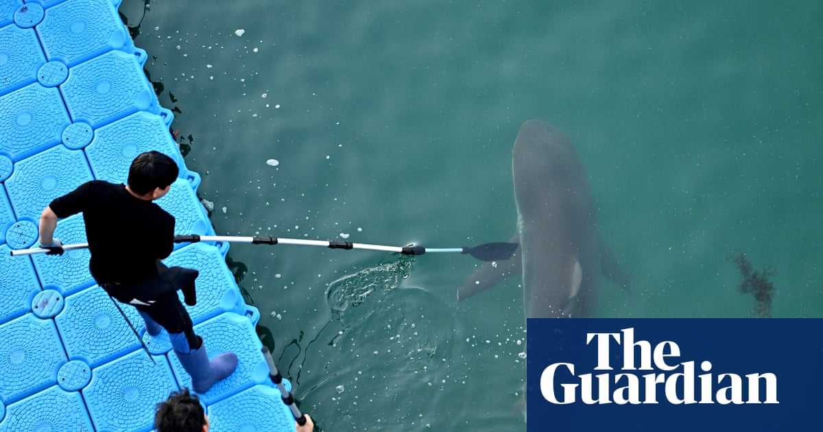 Bukang-i is back: famous shark returns to canal in South Korea hours after being coaxed out to sea