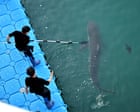 Bukang-i is back: famous shark returns to canal in South Korea hours after being coaxed out to sea