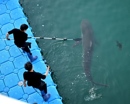 South Korean officials try to coax the shark out to sea.