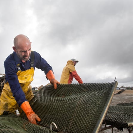 Harvesting oysters at Whitstable Oyster Company farm from trestle tables 50m offshore.