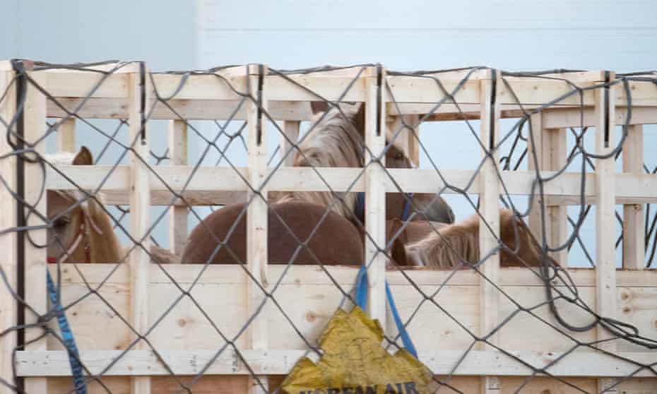Some of the 40,000 horses flown to Japan in similar crates from Canada since 2013. Canadian law allows them to be exported without food, rest or even water for up to 28 hours. 