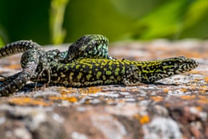 Every year from May to July, it is the mating season for common wall lizards (Podarcis muralis). When a male, after an intense competition against rivals, can finally mate with a female, he bites her on the abdomen to prevent her escape and starts copulating. Females are often left with scars from this powerful bite.