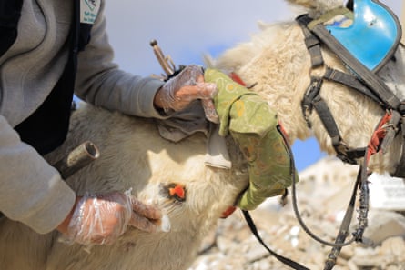 A man attends to a donkey with a red wound on its shoulder