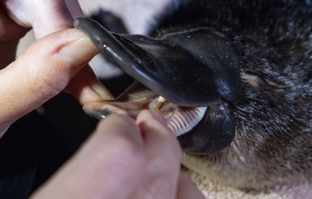 Hawke takes swab from the mouth of a juvenile female platypus
