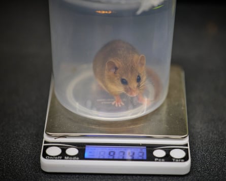 Mouse in a container on a digital weighing scale