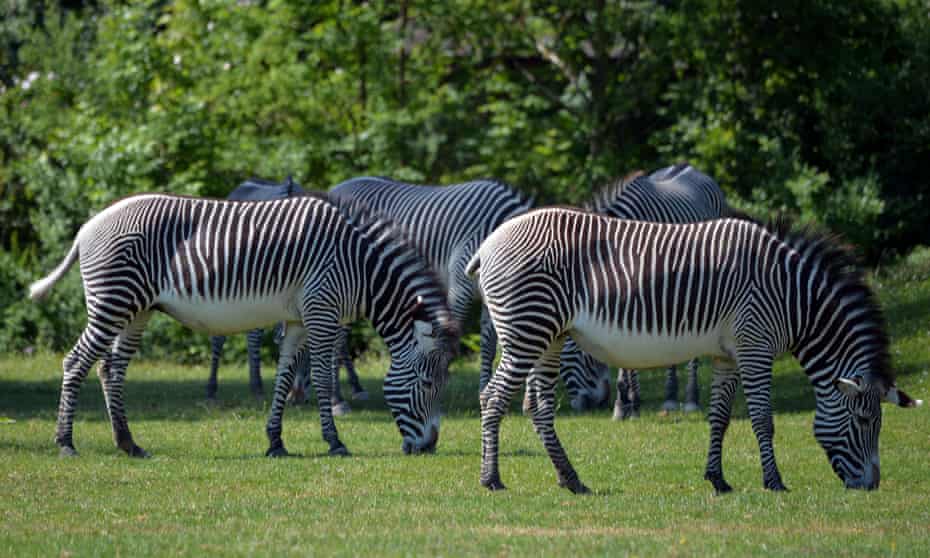As grazers, zebras will feel at home in Maryland, says Professor Daniel Rubenstein: ‘They’re fine.’