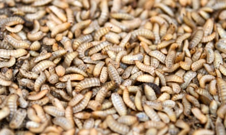 Grub's up: why maggot meals are a hit on one UK chicken farm, Environment