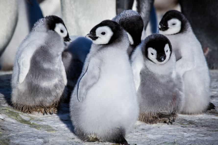 penguin chicks
