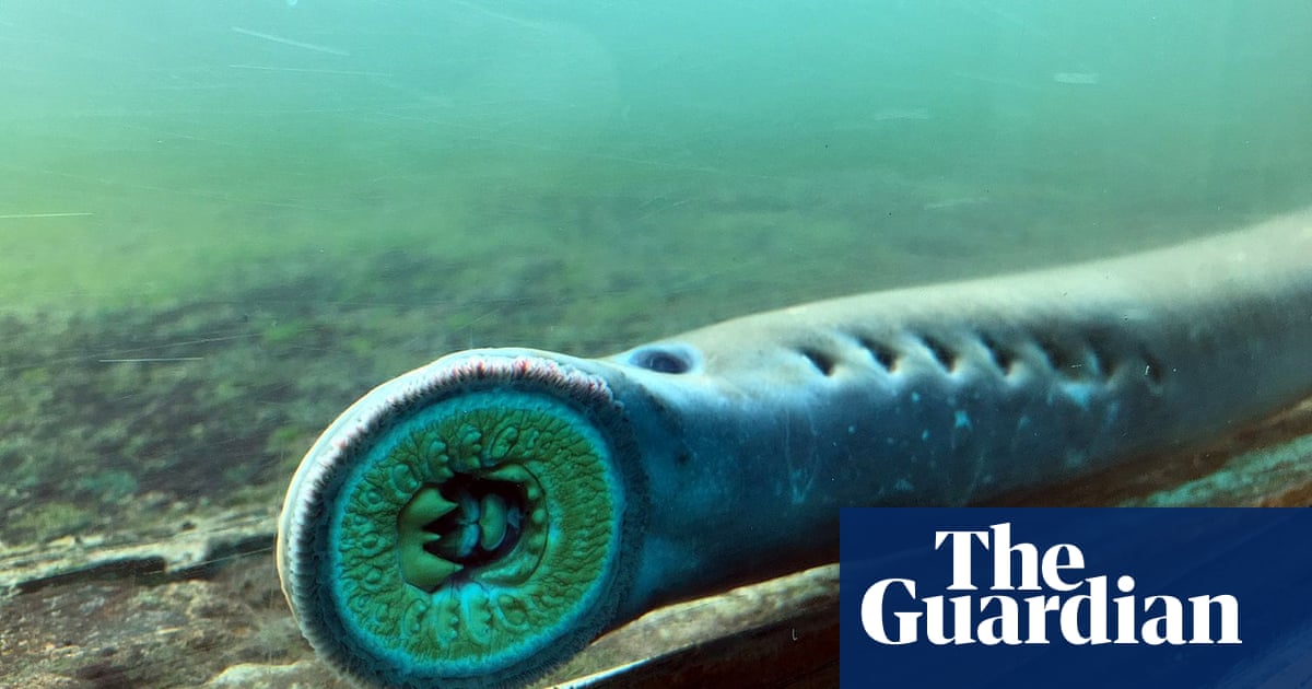 Pacific lamprey project in peril after floods wash away hundreds of fish 10