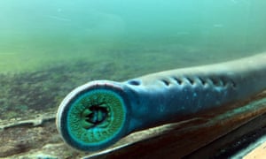 Pacific lamprey (Entosphenus tridentatus) in the fish ladder at the Bonneville Dam