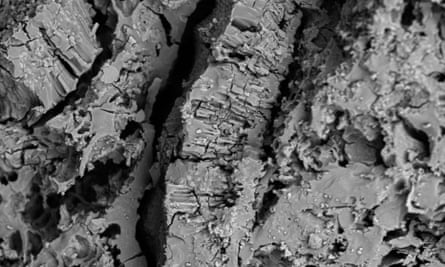 A microscopic image of the charred remains of pulse-rich food from the Shanidar Caves.