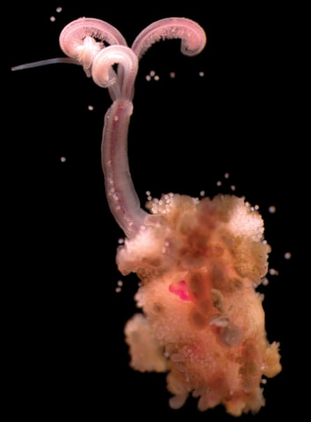 Discovered in the deep: the worm that eats bones | Environment | The Guardian