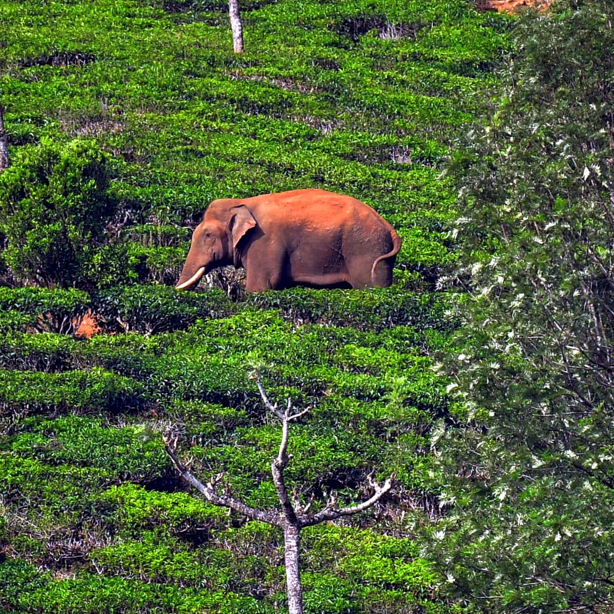 A team of vets, four 'kumki' and one tranquilliser dart: the plan ...