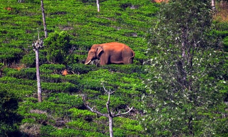 Arikompan the elephant at the Periyakanal plantations in Idukki district on Thursday.