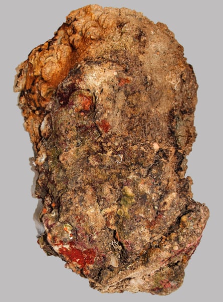 Close up of the head, which is covered with marine deposits