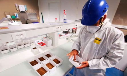 A man in a white coat and helmet in a lab inspecting a tray of insects