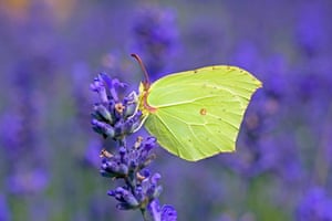 The results of Butterfly Conservation’s Big Butterfly Count are in, and while the numbers are a vast improvement on 2024’s record lows, the charity has warned that urgent measures are still needed to reverse long-term decline. See our gallery of the top 10 butterflies