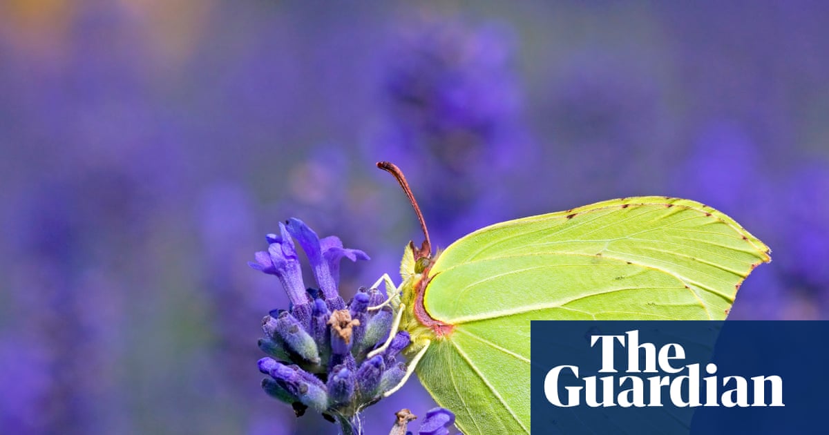Top 10 most-sighted butterflies in 2025's Big Butterfly Count  in pictures