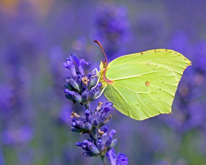 Top 10 most-sighted butterflies in 2025’s Big Butterfly Count – in pictures