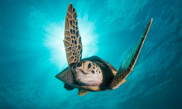 A green turtle off the coast of Borneo in Blue Planet II.