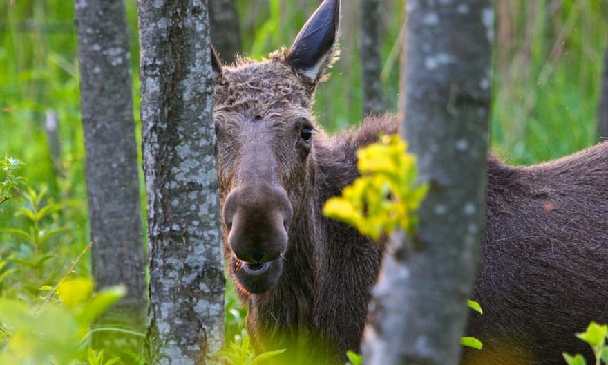 Elk are numerous in Biebrza national park