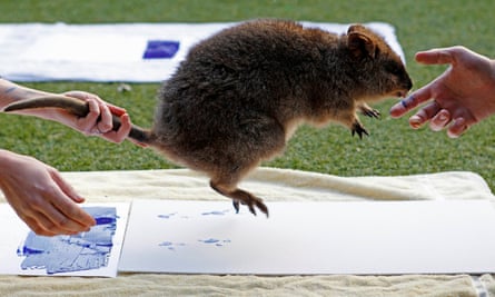 If only we could do this with extinct animals - Zookeepers take the footprints of a Quokka at Taronga Zoo in Sydney.