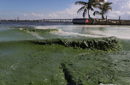 A river with piles of green algae clogging its banks