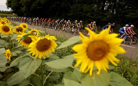 The peloton ride past a sunflower field.