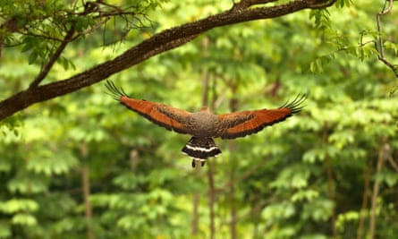 A savannah hawk flies down a jungle glade in the Kanuki mountains, Guyana