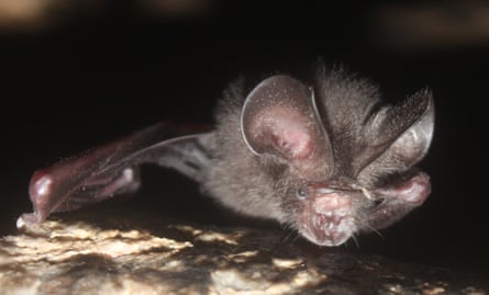 The short-tailed roundleaf bat