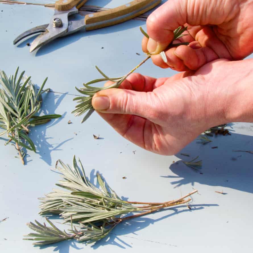 Making lavender cuttings by removing lower leaves.