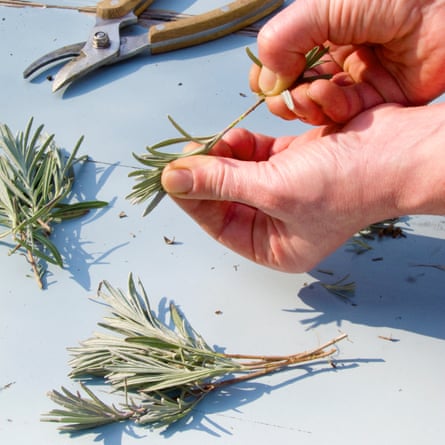 Making lavender cuttings by removing lower leaves.