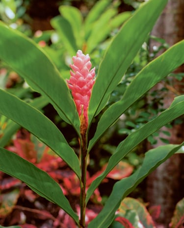 Photograph of a red tropical flower in Grenada by film-maker and artist Steve McQueen