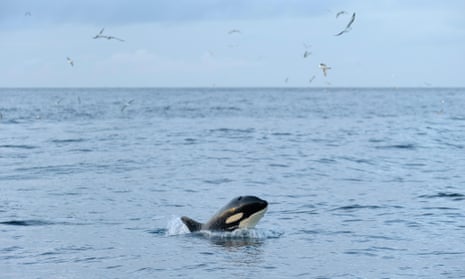 A killer whale following a fishing trawler near the Shetland Isles in October 2012. The UK’s last resident pod has not produced a calf in 19 years. 