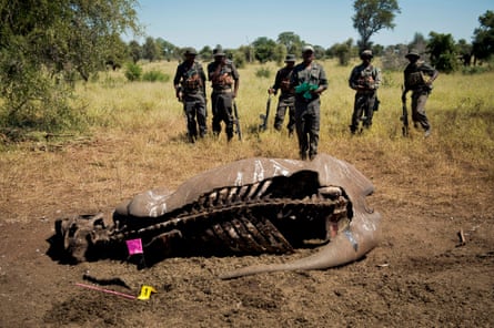 Rangers with guns stand over the carcass of a rhino, whose skin has been partly removed along the back exposing the skeleton.