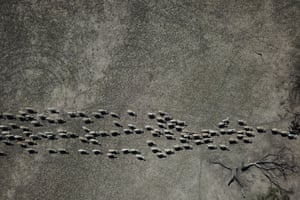 An aerial view shows sheep moving across the barren grazing land of sheep farmer Wayne Smith’s property near Pooncarie.