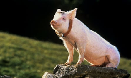 The pig in Babe